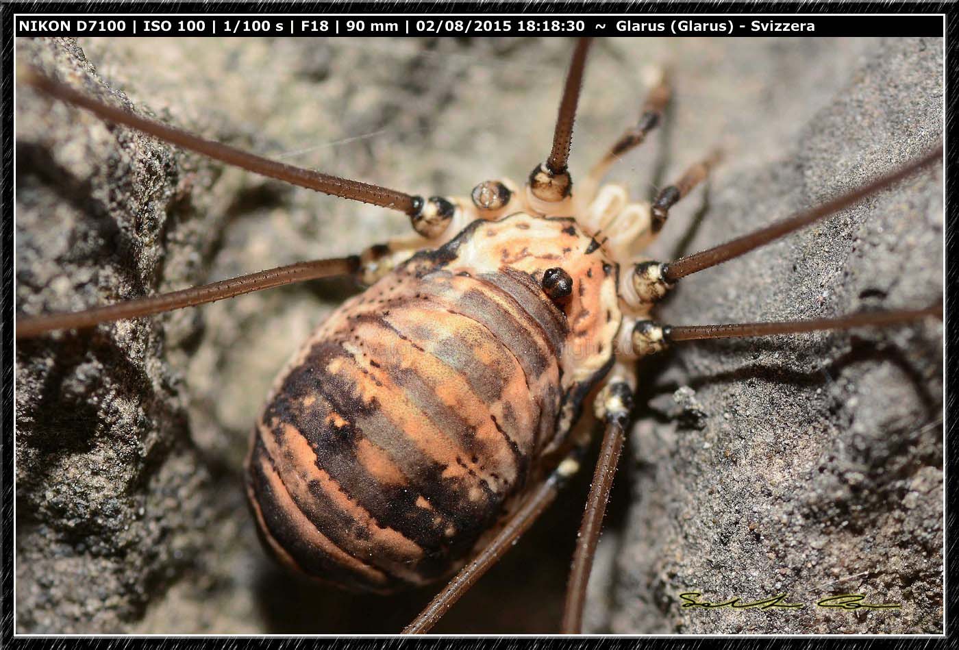 Opilioni dalla Svizzera 3: Leiobonum limbatum